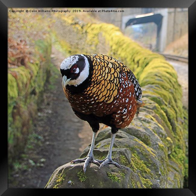 A Very Rare Reeves  Pheasant seen near Haworth  Framed Print by Colin Williams Photography