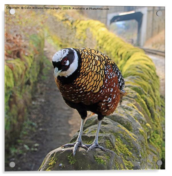 A Very Rare Reeves  Pheasant seen near Haworth  Acrylic by Colin Williams Photography