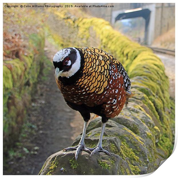 A Very Rare Reeves  Pheasant seen near Haworth  Print by Colin Williams Photography