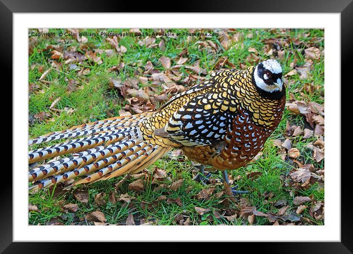  Reeves Pheasant seen near Haworth  Framed Mounted Print by Colin Williams Photography