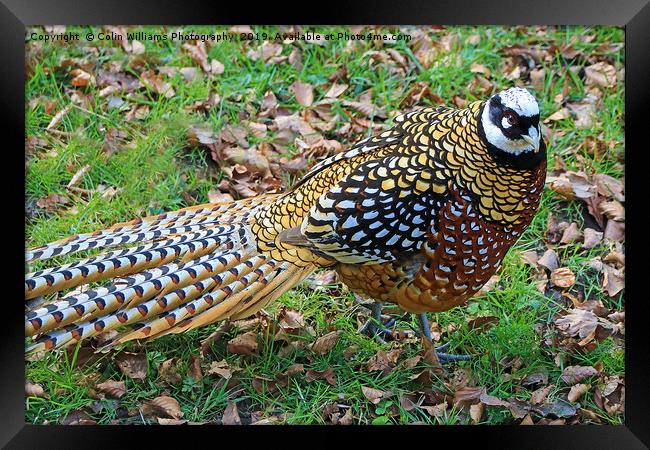 Reeves Pheasant seen near Haworth  Framed Print by Colin Williams Photography