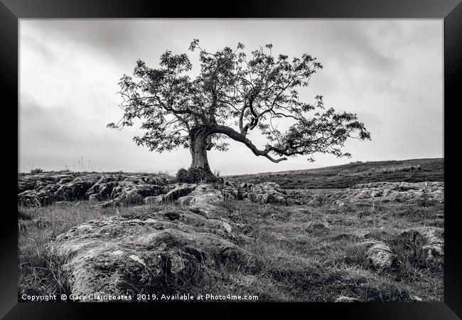 The Limestone Tree Framed Print by Gary Clarricoates