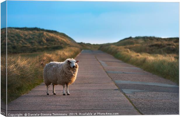 Single sheep on an empty road facing the camera Canvas Print by Daniela Simona Temneanu