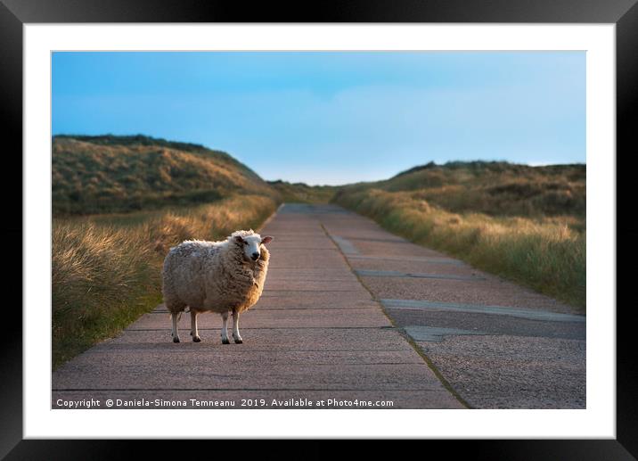 Single sheep on an empty road facing the camera Framed Mounted Print by Daniela Simona Temneanu