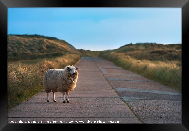 Single sheep on an empty road facing the camera Framed Print by Daniela Simona Temneanu