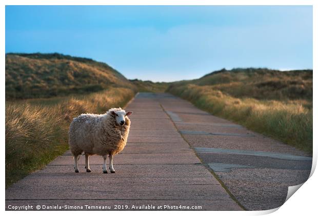 Single sheep on an empty road facing the camera Print by Daniela Simona Temneanu