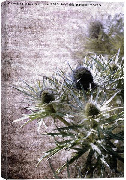 Sea Holly Canvas Print by LIZ Alderdice