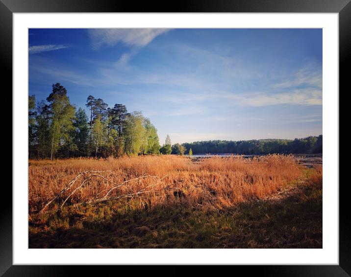 Yellow reeds on the lake Uvildy Framed Mounted Print by Larisa Siverina
