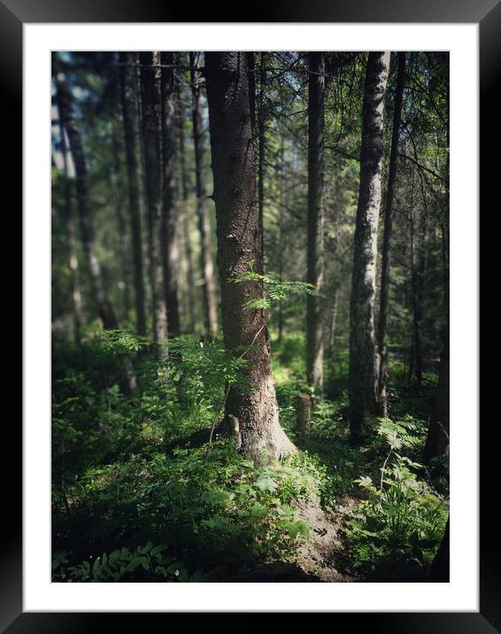 Dark dense forest, Taganay park  Framed Mounted Print by Larisa Siverina