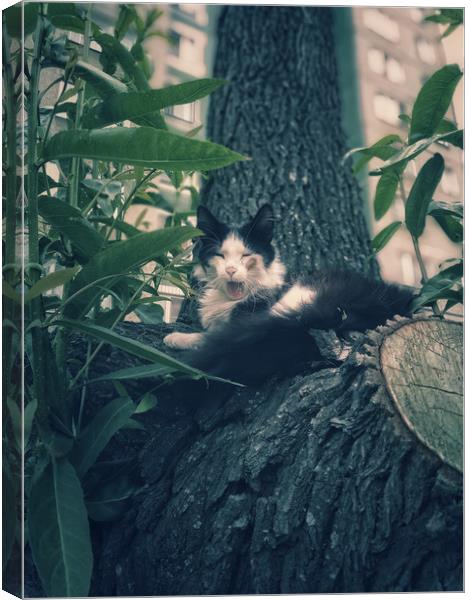 Yawning cat on a tree Canvas Print by Larisa Siverina