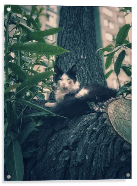 Yawning cat on a tree Acrylic by Larisa Siverina