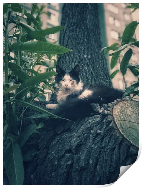 Yawning cat on a tree Print by Larisa Siverina