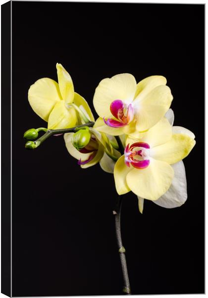 Yellow Orchids Still Life  Canvas Print by Mike C.S.