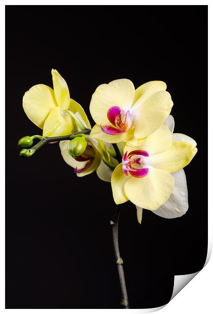 Yellow Orchids Still Life  Print by Mike C.S.