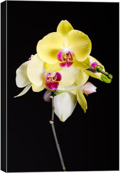 Yellow Orchids Still Life  Canvas Print by Mike C.S.