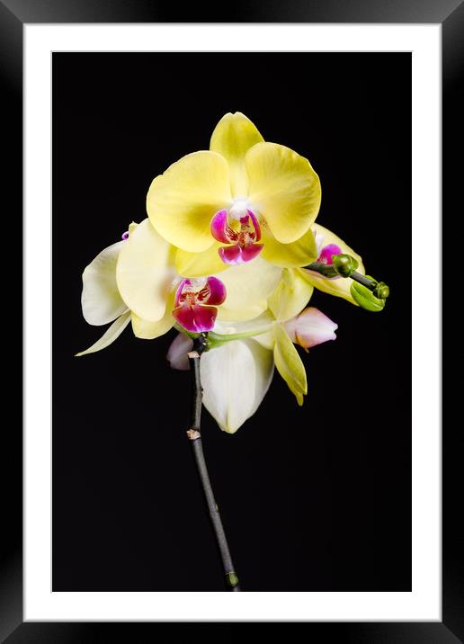 Yellow Orchids Still Life  Framed Mounted Print by Mike C.S.