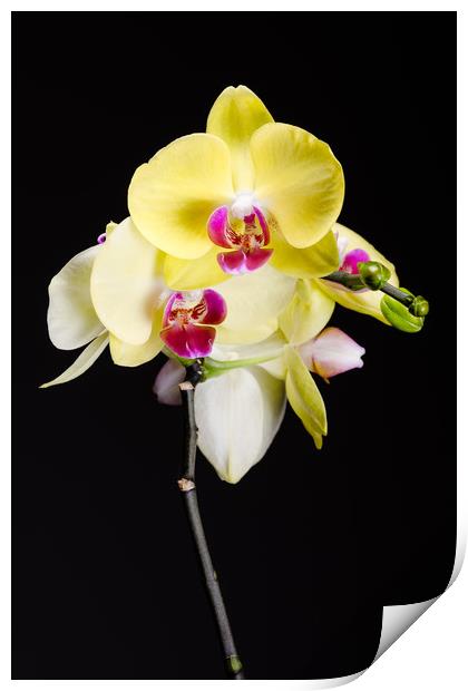 Yellow Orchids Still Life  Print by Mike C.S.