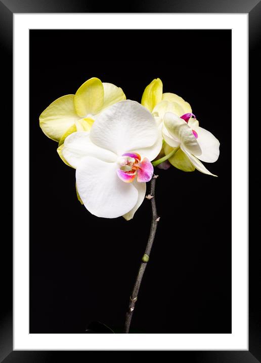 White And Yellow Orchids  Framed Mounted Print by Mike C.S.