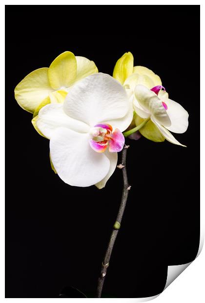 White And Yellow Orchids  Print by Mike C.S.
