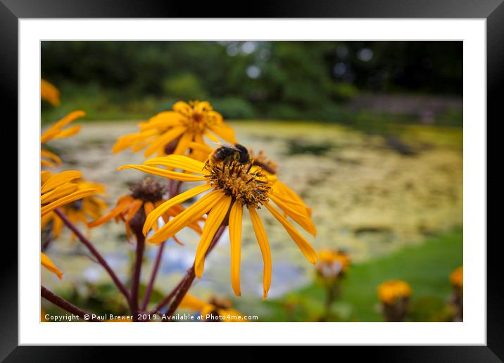 Bee on Helianthus Framed Mounted Print by Paul Brewer