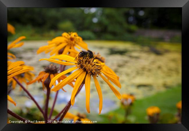 Bee on Helianthus Framed Print by Paul Brewer