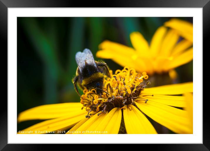 Bee on Helianthus Framed Mounted Print by Paul Brewer
