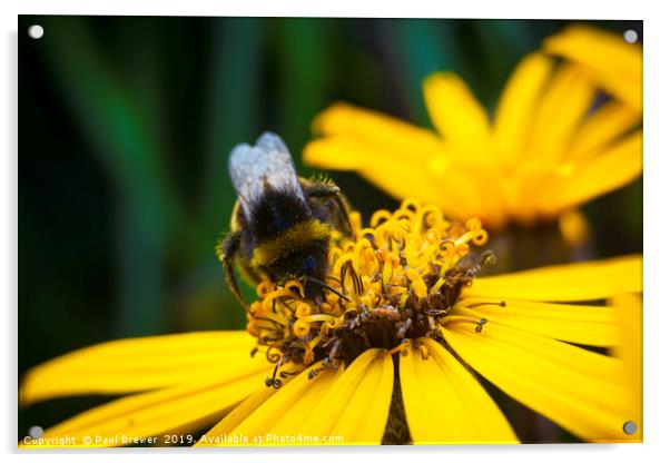 Bee on Helianthus Acrylic by Paul Brewer