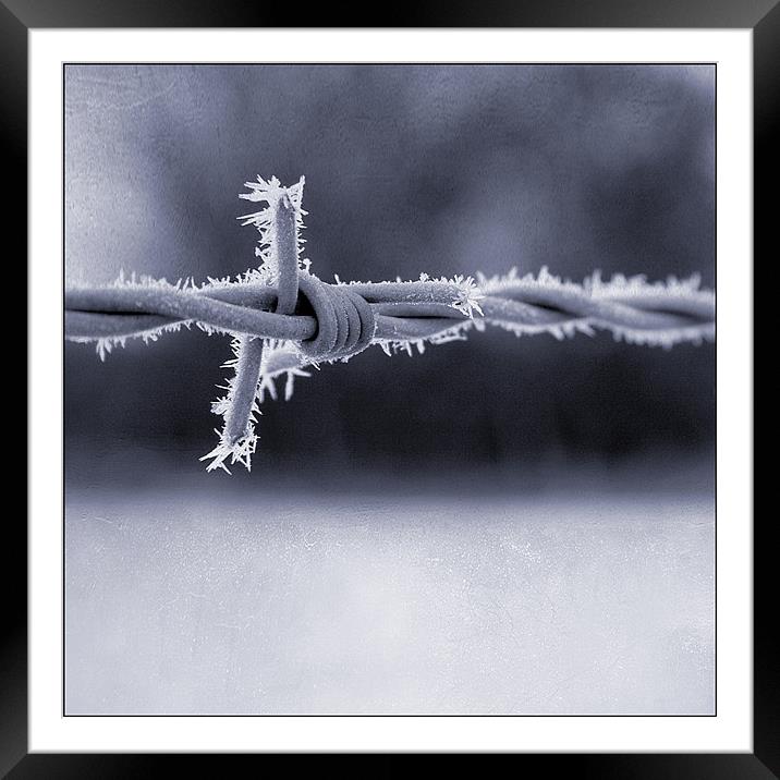 Frosted Barbed Wire Framed Mounted Print by Dave Turner
