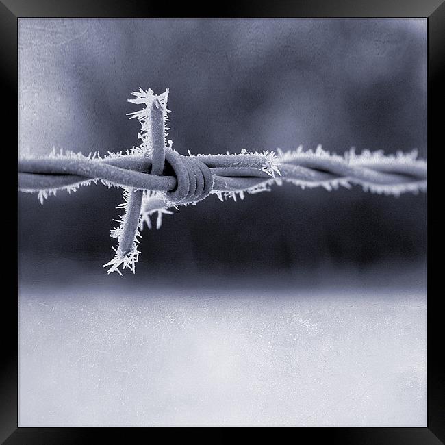 Frosted Barbed Wire Framed Print by Dave Turner