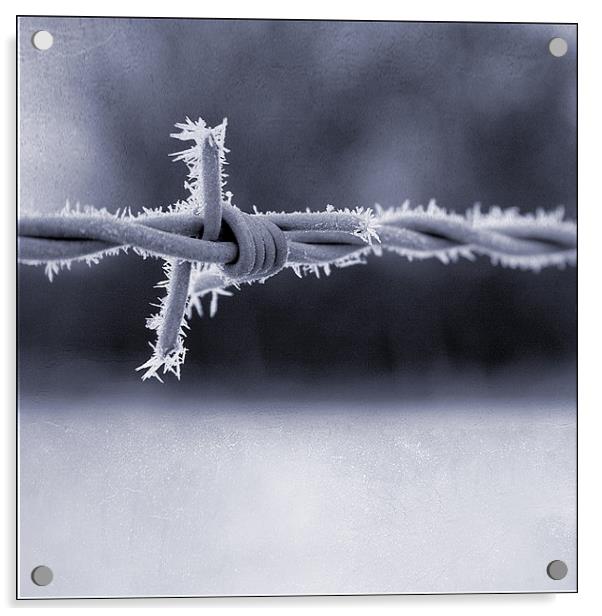 Frosted Barbed Wire Acrylic by Dave Turner