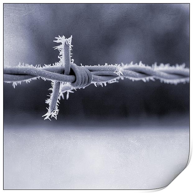Frosted Barbed Wire Print by Dave Turner