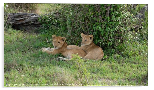      lion cubs resting                             Acrylic by steve akerman
