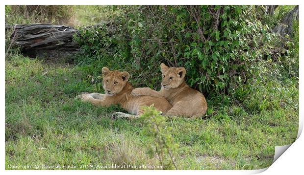      lion cubs resting                             Print by steve akerman