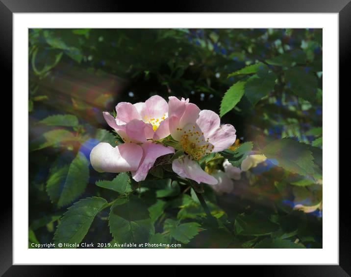 Dog Roses Framed Mounted Print by Nicola Clark