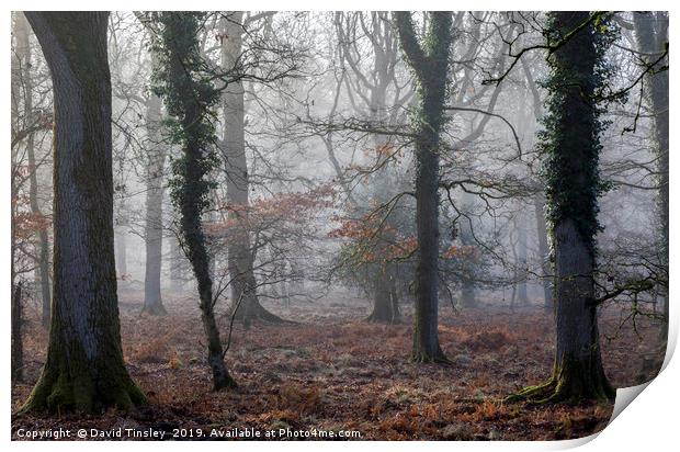 Misty Winter Oaks Print by David Tinsley