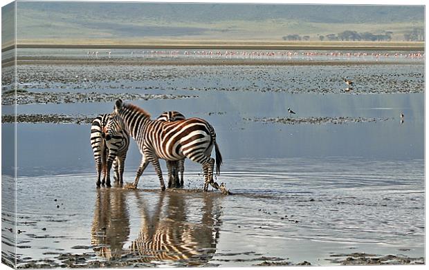 Paddling zebras Canvas Print by Gary Miles
