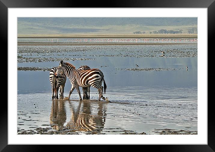 Paddling zebras Framed Mounted Print by Gary Miles
