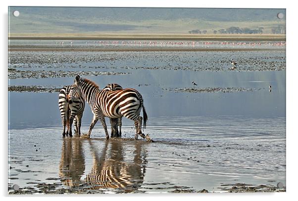 Paddling zebras Acrylic by Gary Miles