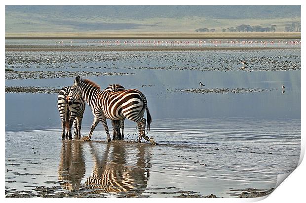 Paddling zebras Print by Gary Miles
