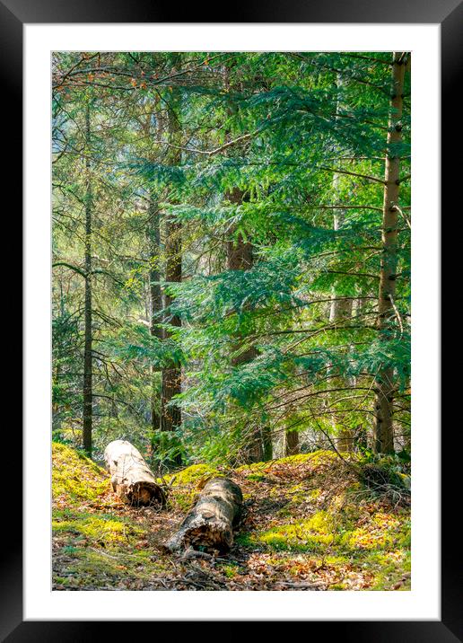 In the Forest Framed Mounted Print by Svetlana Sewell