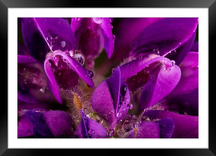 Beautiful Purple Lupin flower close up with waterd Framed Mounted Print by Simon Bratt LRPS