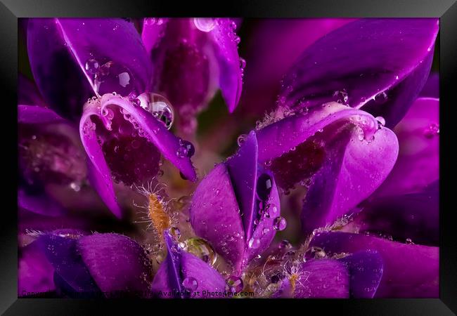 Beautiful Purple Lupin flower close up with waterd Framed Print by Simon Bratt LRPS