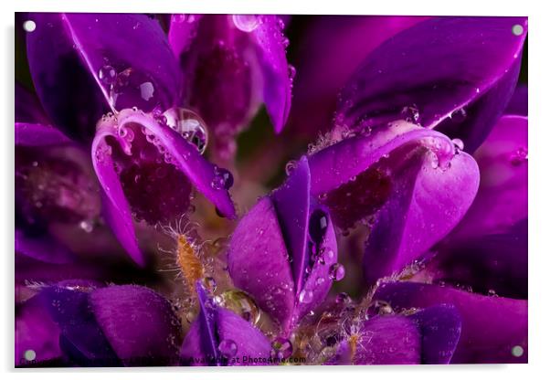 Beautiful Purple Lupin flower close up with waterd Acrylic by Simon Bratt LRPS