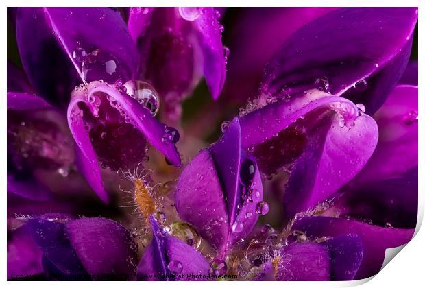 Beautiful Purple Lupin flower close up with waterd Print by Simon Bratt LRPS