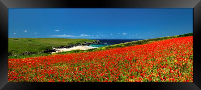 Poppies at West Pentire, Cornwall. Framed Print by Maggie McCall