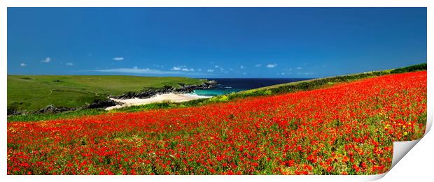Poppies at West Pentire, Cornwall. Print by Maggie McCall