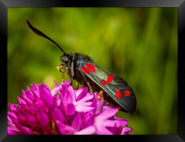 Six-Spot Burnet Moth. Framed Print by Colin Allen
