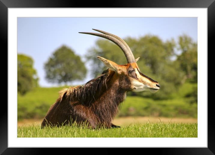 African Sable Antelope  Framed Mounted Print by Steve Mantell
