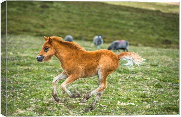 Dartmoor pony foal Canvas Print by Andrew Michael