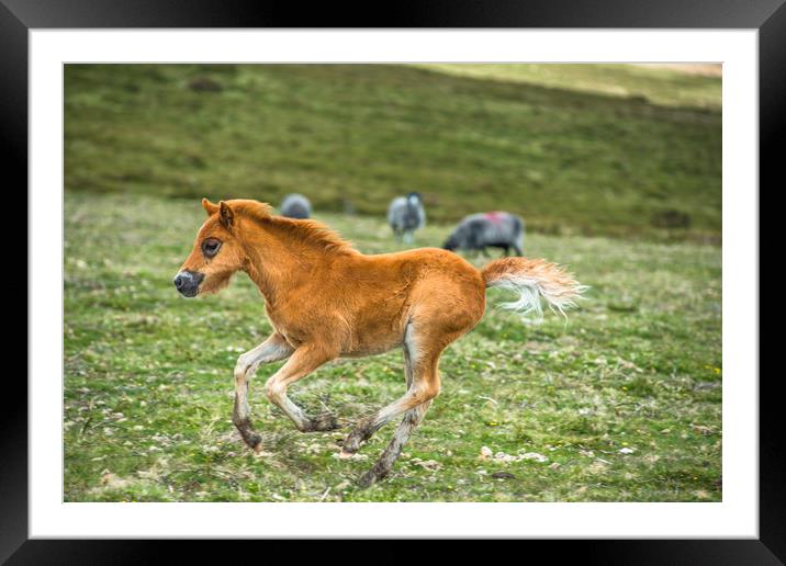 Dartmoor pony foal Framed Mounted Print by Andrew Michael